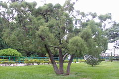 Cupressus lusitanica